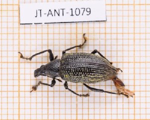  (Diaprepes famelicus - JT-ANT-1079)  @11 [ ] Creative common (2022) Julien Touroult Museum national d'Histoire naturelle, Paris