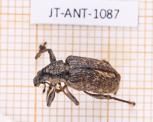  ( - JT-ANT-1087)  @11 [ ] Creative common (2022) Julien Touroult Museum national d'Histoire naturelle, Paris