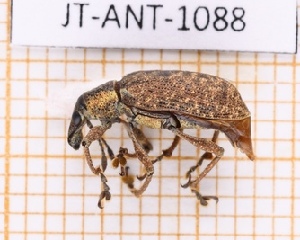  ( - JT-ANT-1088)  @11 [ ] Creative common (2022) Julien Touroult Museum national d'Histoire naturelle, Paris