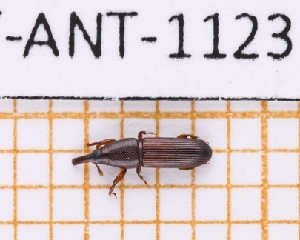  (Caulophilus dumbardoni - JT-ANT-1123)  @11 [ ] Creative common (2022) Julien Touroult Museum national d'Histoire naturelle, Paris