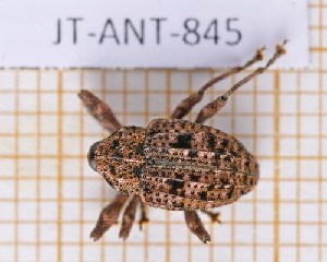  ( - JT-ANT-845)  @11 [ ] Creative common (2022) Julien Touroult Museum national d'Histoire naturelle, Paris