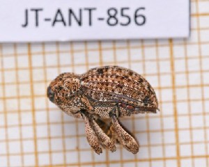  (Pappista polycelis - JT-ANT-856)  @11 [ ] Creative common (2022) Julien Touroult Museum national d'Histoire naturelle, Paris