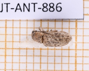  (Promecops sinuatocollis - JT-ANT-886)  @11 [ ] Creative common (2022) Julien Touroult Museum national d'Histoire naturelle, Paris