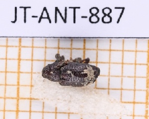  (Tyloderma pilosellum - JT-ANT-887)  @11 [ ] Creative common (2022) Julien Touroult Museum national d'Histoire naturelle, Paris