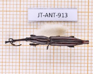  (Nemocephalus monilis - JT-ANT-913)  @11 [ ] Creative common (2022) Julien Touroult Museum national d'Histoire naturelle, Paris