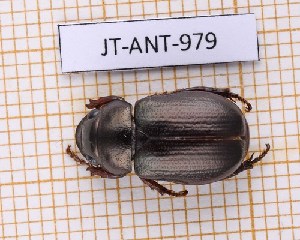  (Leucothyreus pinchoni - JT-ANT-979)  @11 [ ] Creative common (2022) Julien Touroult Museum national d'Histoire naturelle, Paris