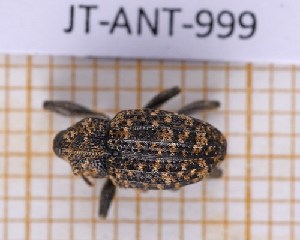  (Pappista - JT-ANT-999)  @11 [ ] Creative common (2022) Julien Touroult Museum national d'Histoire naturelle, Paris