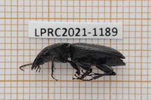  (Pterostichus elongatus - LPRC2021-1189)  @11 [ ] By-SA Creative Common (2021) Rodolphe Rougerie Museum national d'Histoire naturelle, Paris