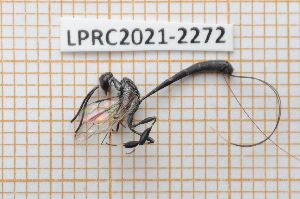  (Gasteruption tanyakronum - LPRC2021-2272)  @11 [ ] By-SA Creative Common (2021) Rodolphe Rougerie Museum national d'Histoire naturelle, Paris