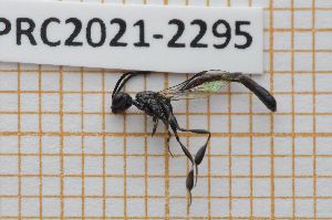  ( - LPRC2021-2295)  @11 [ ] By-SA Creative Common (2021) Rodolphe Rougerie Museum national d'Histoire naturelle, Paris