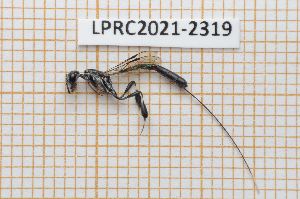  ( - LPRC2021-2319)  @11 [ ] By-SA Creative Common (2021) Rodolphe Rougerie Museum national d'Histoire naturelle, Paris