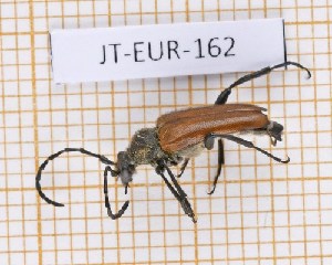  ( - JT-EUR-162)  @11 [ ] Creative common (2022) Julien Touroult Museum national d'Histoire naturelle, Paris