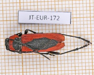  (Purpuricenus globulicollis - JT-EUR-172)  @11 [ ] Creative common (2022) Julien Touroult Museum national d'Histoire naturelle, Paris