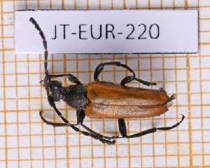  ( - JT-EUR-220)  @11 [ ] Creative common (2022) Julien Touroult Museum national d'Histoire naturelle, Paris