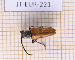  (Vadonia unipunctata gallica - JT-EUR-221)  @11 [ ] Creative common (2022) Julien Touroult Museum national d'Histoire naturelle, Paris