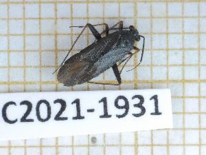  ( - LPRC2021-1931)  @11 [ ] By-SA Creative Common (2021) Rodolphe Rougerie Museum national d'Histoire naturelle, Paris