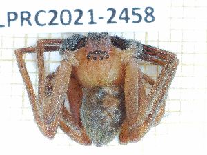  ( - LPRC2021-2458)  @11 [ ] By-SA Creative Common (2021) Rodolphe Rougerie Museum national d'Histoire naturelle, Paris