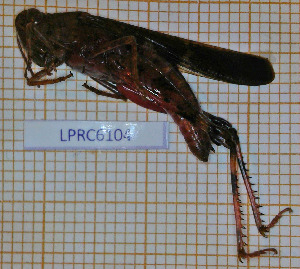  (Aiolopus strepens - LPRC6104)  @11 [ ] Copyright (2020) François Dusoullier Museum national d'Histoire naturelle