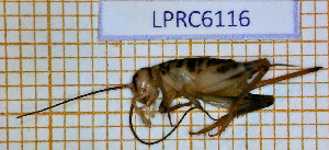  (Gryllomorpha uclensis - LPRC6116)  @11 [ ] Copyright (2020) François Dusoullier Museum national d'Histoire naturelle