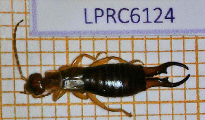  ( - LPRC6124)  @11 [ ] Copyright (2020) François Dusoullier Museum national d'Histoire naturelle