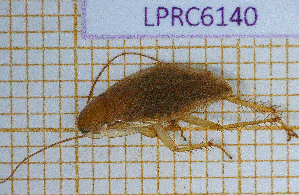  ( - LPRC6140)  @11 [ ] Copyright (2020) François Dusoullier Museum national d'Histoire naturelle