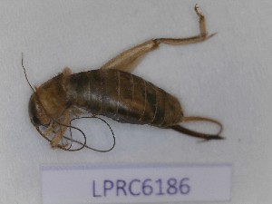  (Pseudomogoplistes squamiger - LPRC6186)  @11 [ ] Copyright (2020) François Dusoullier Museum national d'Histoire naturelle