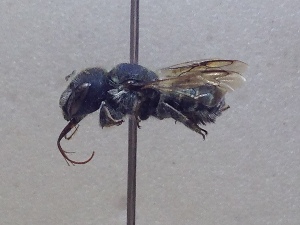  (Osmia caerulescens - LPRC6827)  @11 [ ] CC-By (2021) Romain Le Divelec Muséum national d'Histoire naturelle, Paris