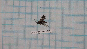  (Chamaesphecia aerifrons sardoa - BC-LPRCorse5295)  @11 [ ] by-sa - CreativeCommons (2020) Rodolphe Rougerie Muséum National d'Histoire Naturelle