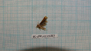  ( - BC-LPRCorse5361)  @11 [ ] by-sa - CreativeCommons (2020) Rodolphe Rougerie Muséum National d'Histoire Naturelle