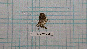  ( - BC-LPRCorse5388)  @11 [ ] by-sa - CreativeCommons (2020) Rodolphe Rougerie Muséum National d'Histoire Naturelle