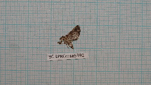  ( - BC-LPRCorse5392)  @11 [ ] by-sa - CreativeCommons (2020) Rodolphe Rougerie Muséum National d'Histoire Naturelle