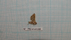  ( - BC-LPRCorse5398)  @11 [ ] by-sa - CreativeCommons (2020) Rodolphe Rougerie Muséum National d'Histoire Naturelle