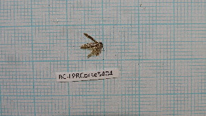 (Tecmerium anthophaga - BC-LPRCorse5404)  @11 [ ] by-sa - CreativeCommons (2020) Rodolphe Rougerie Muséum National d'Histoire Naturelle