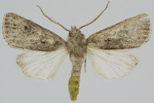  ( - BC-LPRCorse2297)  @11 [ ] Copyright (2020) Jérôme Barbut Research Collection MNHN