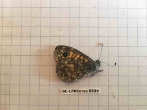  (Lasiommata paramegaera - BC-LPRCorse0534)  @11 [ ] Copyright (2019) Rodolphe Rougerie Museum national d'Histoire naturelle, Paris