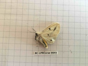  ( - BC-LPRCorse0541)  @12 [ ] Copyright (2019) Rodolphe Rougerie Museum national d'Histoire naturelle, Paris