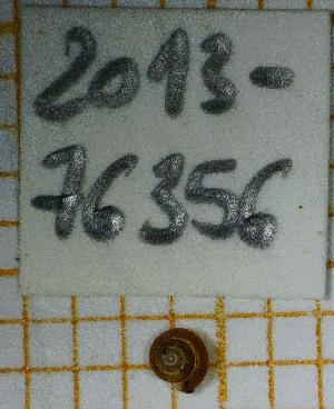  ( - MNHN-IM-2013-76356)  @11 [ ] Copyright (2020) Olivier Gargominy Museum national d'Histoire naturelle