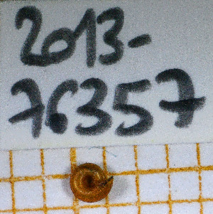  ( - MNHN-IM-2013-76357)  @11 [ ] Copyright (2020) Olivier Gargominy Museum national d'Histoire naturelle