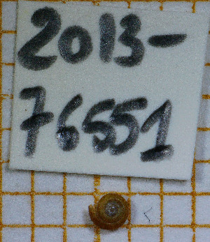  ( - MNHN-IM-2013-76551)  @11 [ ] Copyright (2020) Olivier Gargominy Museum national d'Histoire naturelle