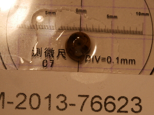  ( - MNHN-IM-2013-76623)  @11 [ ] Copyright (2020) Olivier Gargominy Museum national d'Histoire naturelle