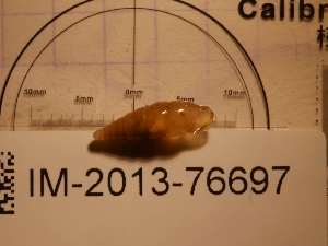  (Cochlodina triloba - MNHN-IM-2013-76697)  @11 [ ] Copyright (2021) Olivier Gargominy Museum national d'Histoire naturelle