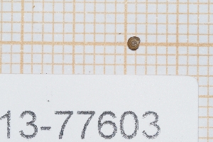  ( - MNHN-IM-2013-77603)  @11 [ ] CC-By (2022) Olivier Gargominy Museum national d'Histoire naturelle, Paris