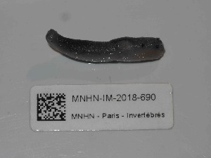  ( - MNHN-IM-2018-690)  @11 [ ] Copyright (2019) Olivier Gargominy Museum national d'Histoire naturelle, Paris