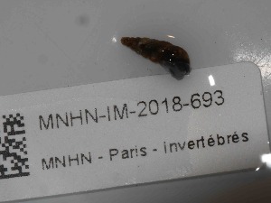  ( - MNHN-IM-2018-693)  @11 [ ] Copyright (2019) Olivier Gargominy Museum national d'Histoire naturelle, Paris