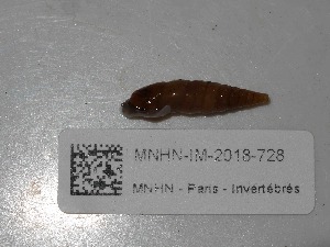  (Cochlodina meisneriana - MNHN-IM-2018-728)  @11 [ ] Copyright (2019) Olivier Gargominy Museum national d'Histoire naturelle, Paris