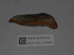  ( - MNHN-IM-2018-743)  @11 [ ] Copyright (2019) Olivier Gargominy Museum national d'Histoire naturelle, Paris