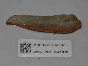  ( - MNHN-IM-2018-748)  @11 [ ] Copyright (2019) Olivier Gargominy Museum national d'Histoire naturelle, Paris