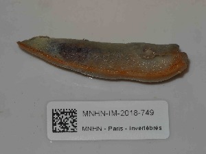  ( - MNHN-IM-2018-749)  @11 [ ] Copyright (2019) Olivier Gargominy Museum national d'Histoire naturelle, Paris