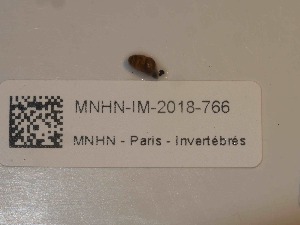  ( - MNHN-IM-2018-766)  @11 [ ] Copyright (2019) Olivier Gargominy Museum national d'Histoire naturelle, Paris