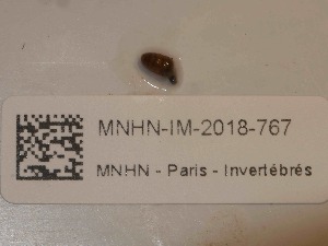  ( - MNHN-IM-2018-767)  @11 [ ] Copyright (2019) Olivier Gargominy Museum national d'Histoire naturelle, Paris